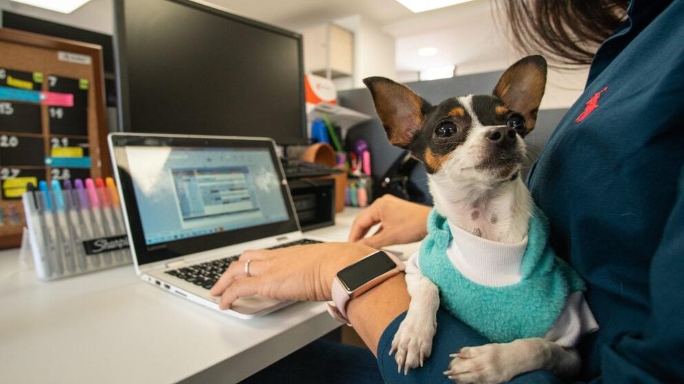 Abogados colombianos dedican su trabajo a defender a los animales víctimas del maltrato