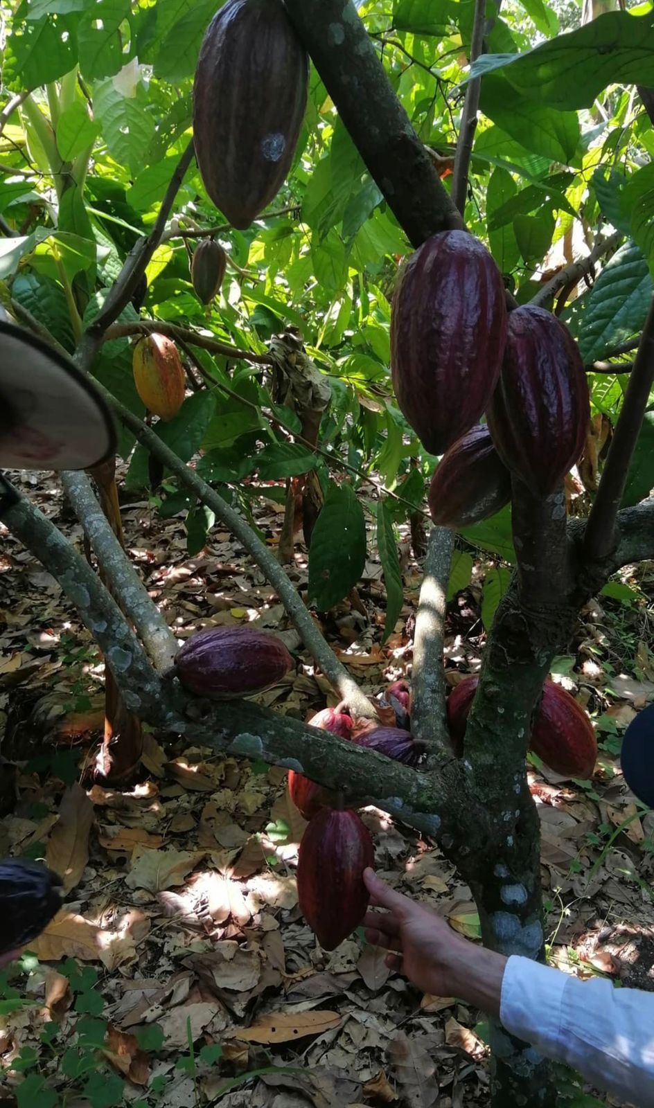 Cacao colombiano
