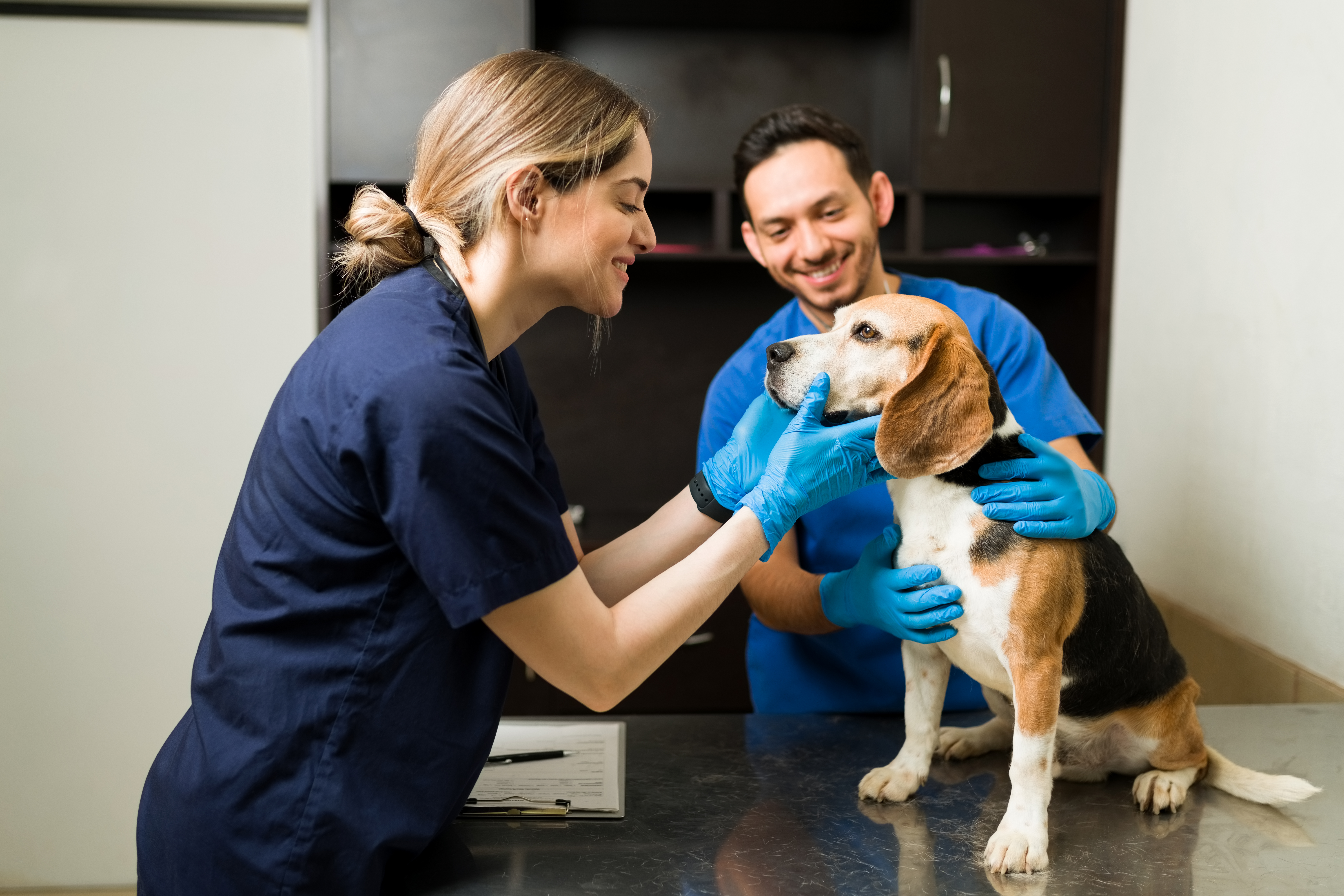 ¿Quiere ser veterinario? Esta es la guía de salarios, estudios y empleabilidad en Colombia