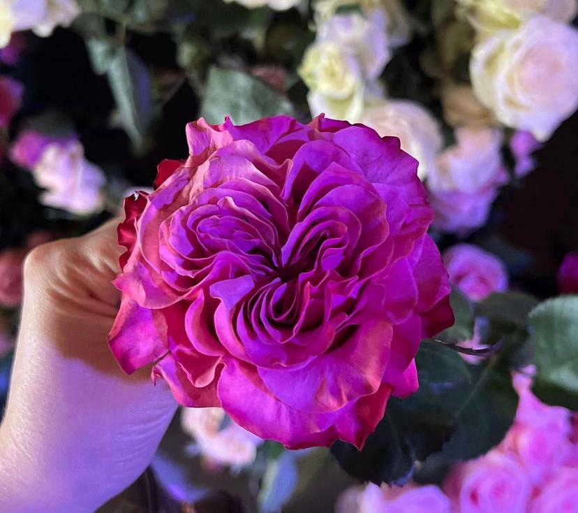 Flores moradas, una opción en la conmemoración del día de la mujer