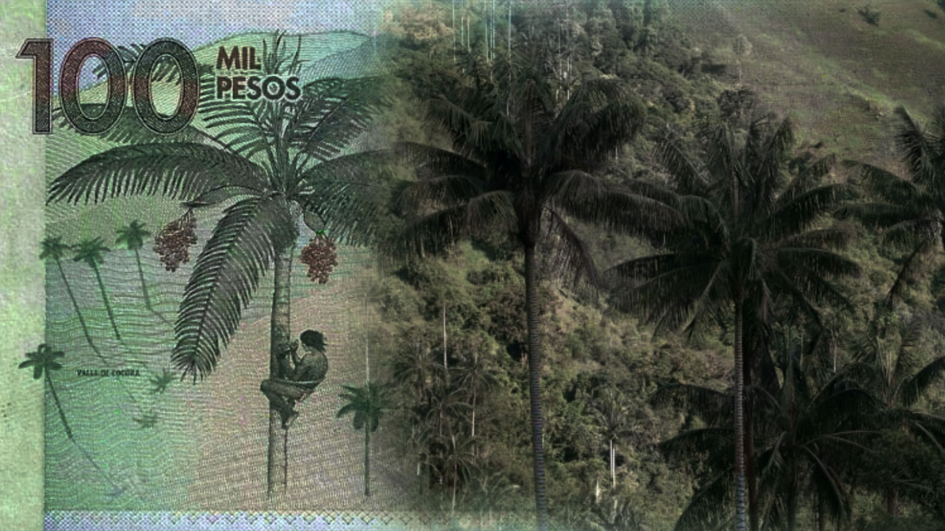 COP16: la biodiversidad que llevamos los colombianos en el bolsillo