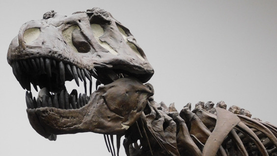 MADRID, 29/04/2024.- Fotografía de una réplica de un esqueleto de un Tyrannosaurus rex en el Museo Senckenberg de Frankfurt, Alemania. Este dinosaurio vivió al final del Cretácico (hace aproximadamente 66 millones de años) exclusivamente en América del Norte occidental. EFE/ Kai R. Caspar/Universidad de Düsseldorf SOLO USO EDITORIAL/SOLO DISPONIBLE PARA ILUSTRAR LA NOTICIA QUE ACOMPAÑA (CRÉDITO OBLIGATORIO)