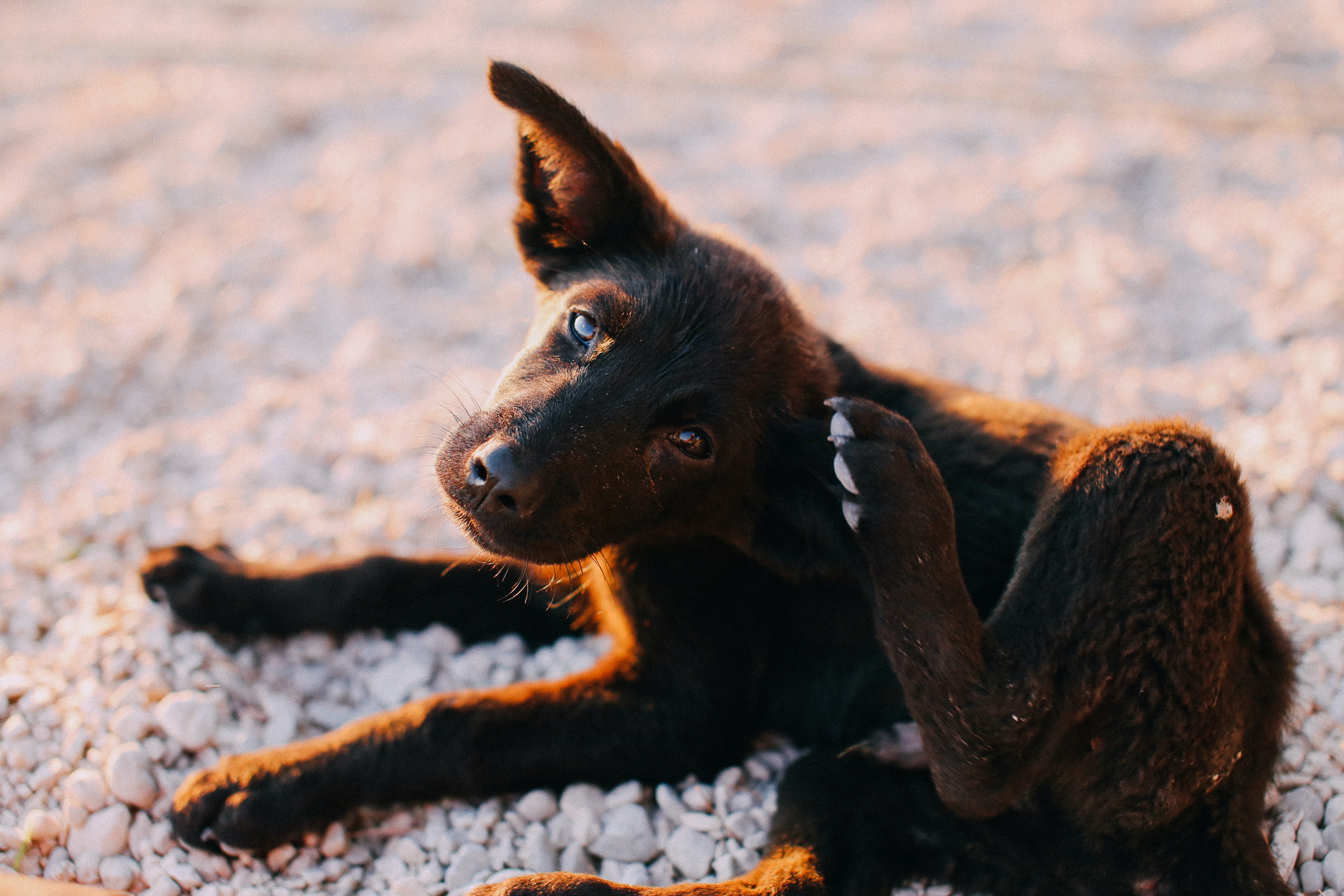 ¿Cómo quitarle las pulgas a mi perro?