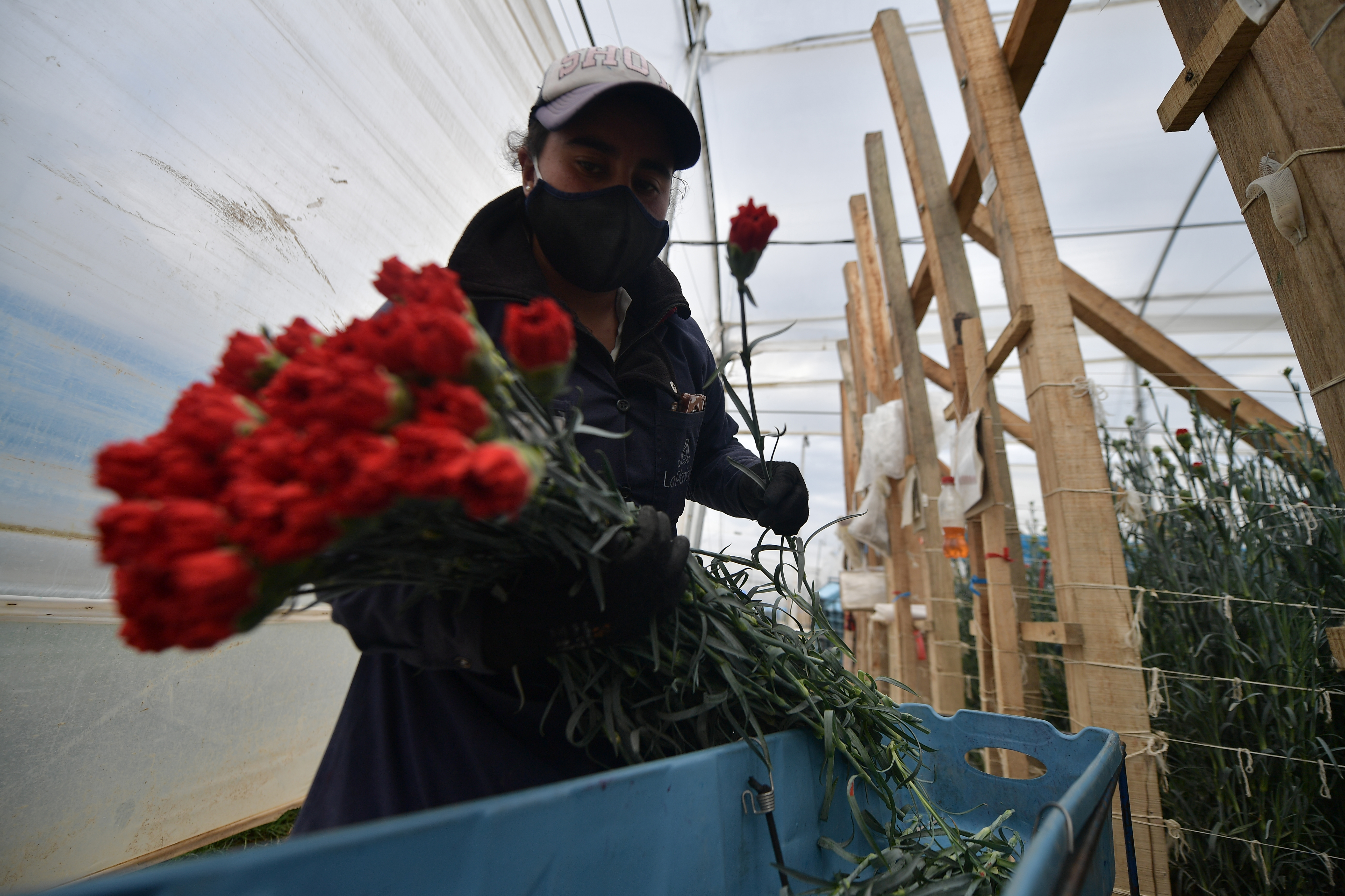 Corporación Colombia Internacional busca a 500.000 mujeres agroempresarias