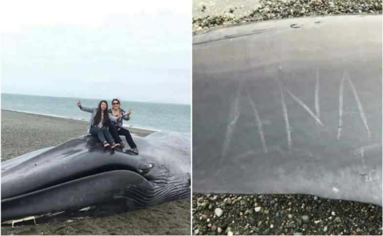 Indignación por grafiti sobre una ballena varada en Chile