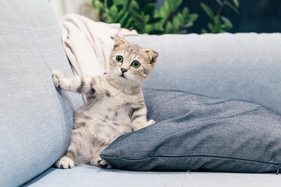 Los mejores nombres para gatos y gatas este 2022