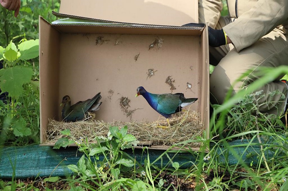 Bogotá liberó 70 aves migratorias en tres humedales