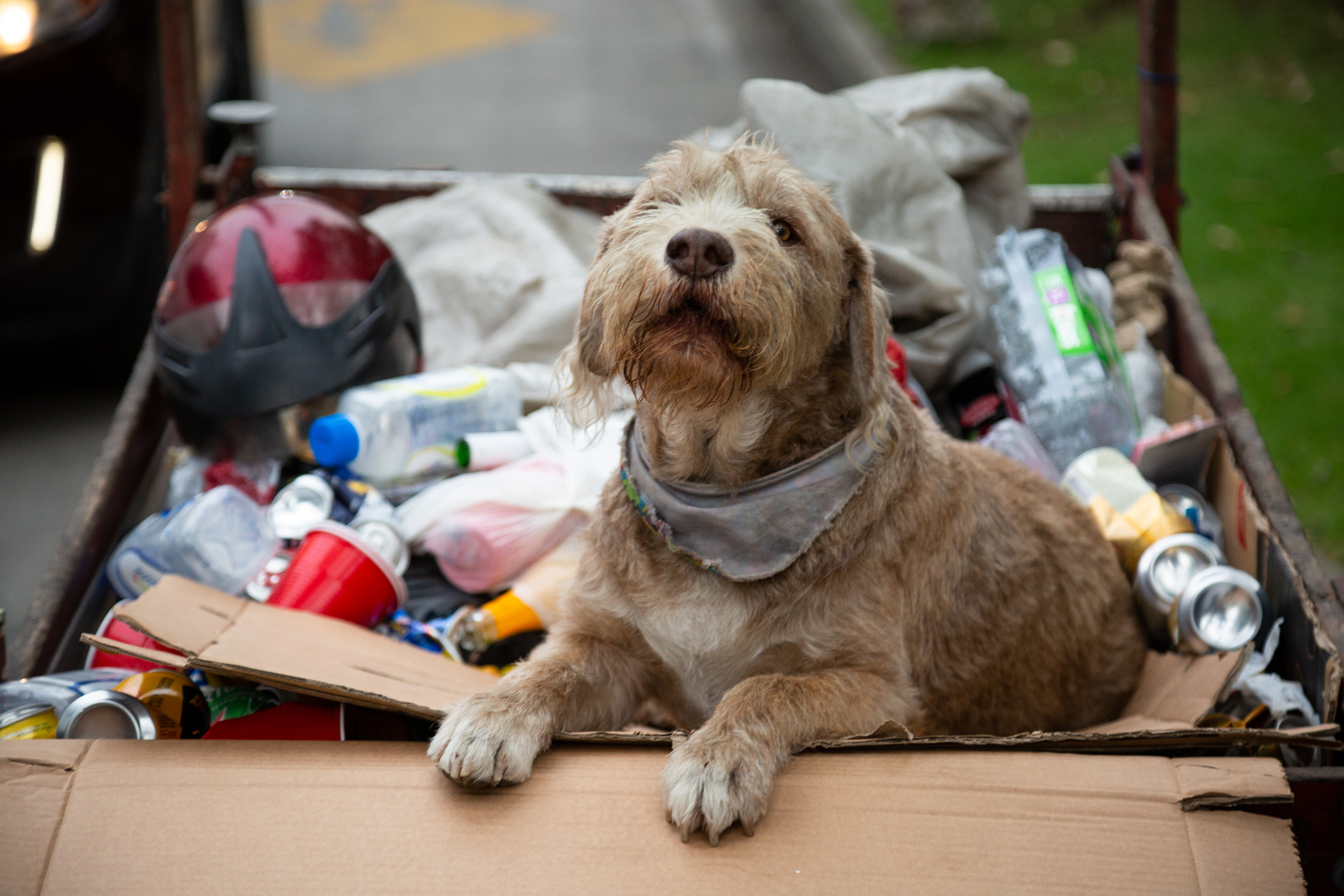 ¿Y si su perro pudiera contar la historia de Colombia? Esta serie lo intenta