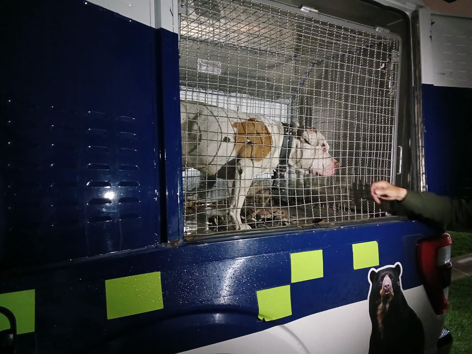 Así fue el rescate de Thor, perro que era golpeado brutalmente por su dueño