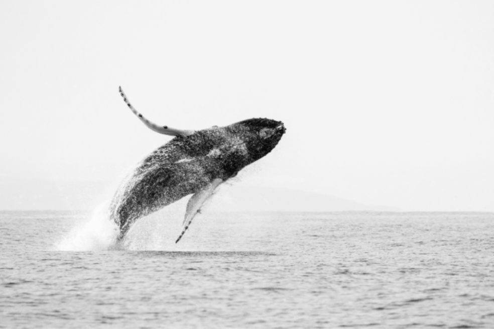 Alwin Hardenbol, investigador postdoctoral del Instituto de Recursos Naturales de Finlandia, capturó una impresionante fotografía de una ballena jorobada (Megaptera novaeangliae) saltando desde una embarcación en Varanger, Noruega.