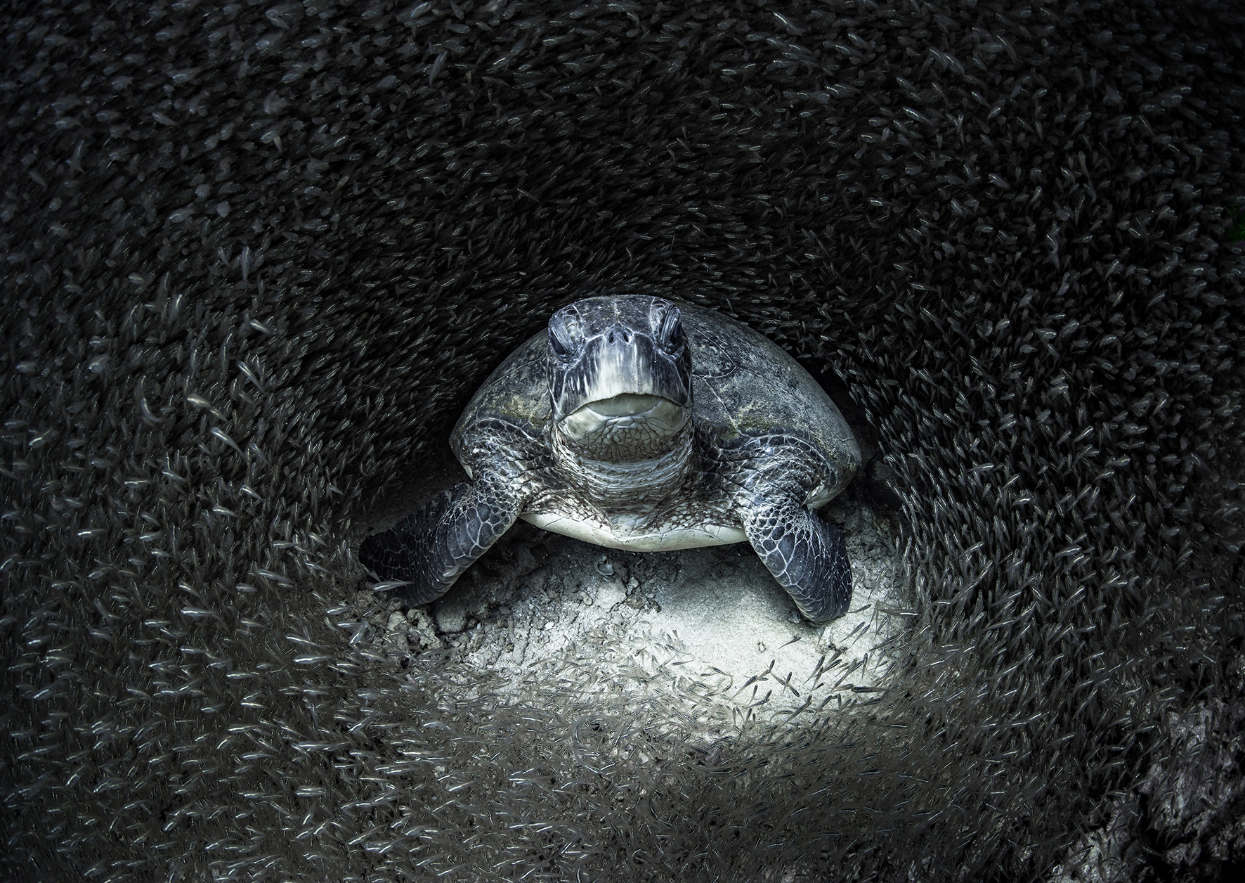 Una tortuga verde, rodeada de peces de cristal. “Estaba haciendo esnórquel cuando uno de mis colegas me dijo que había una tortuga debajo de una repisa en un banco de peces de cristal, a unos 10 metros de profundidad”, dice la fotógrafa Aimee Jan. “Cuando me sumergí para mirar, los peces se separaron alrededor del tortuga perfectamente. Le dije: 'Creo que acabo de tomar la mejor foto que he tomado' ”.