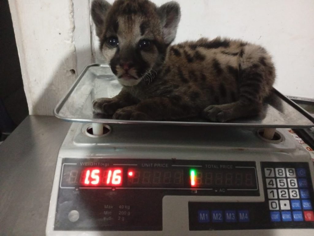 Guardaparques rescatan de las llamas a un cachorro de puma: lo nombraron “Cinaruco”