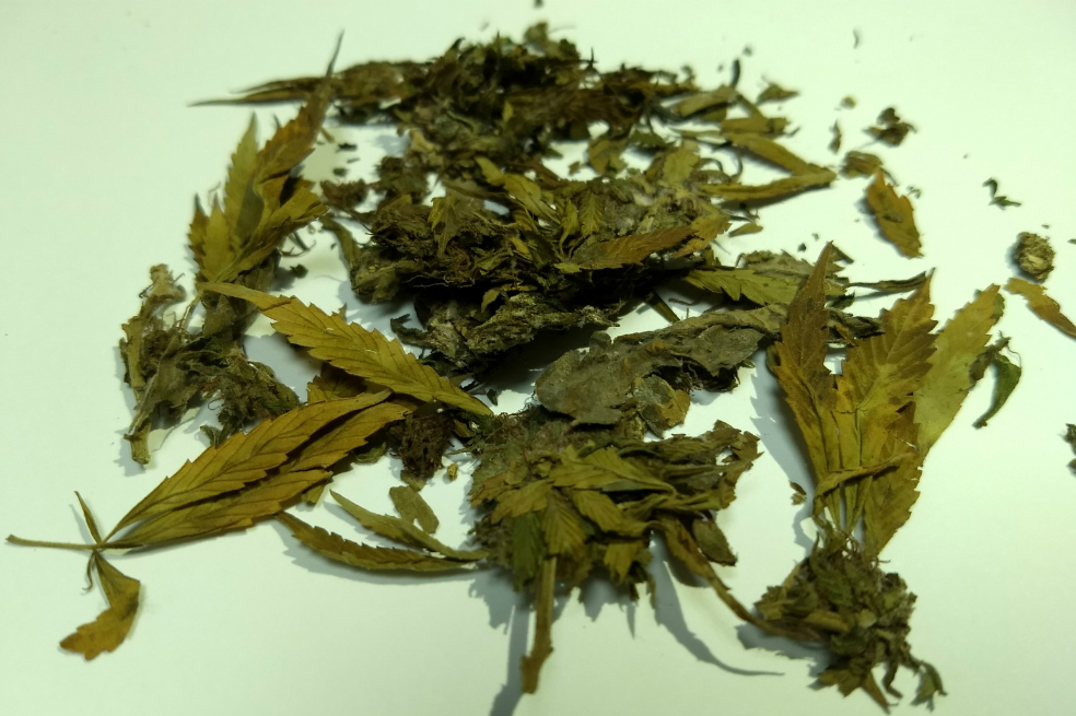 Conozca los tipos de marihuana más comunes en Colombia