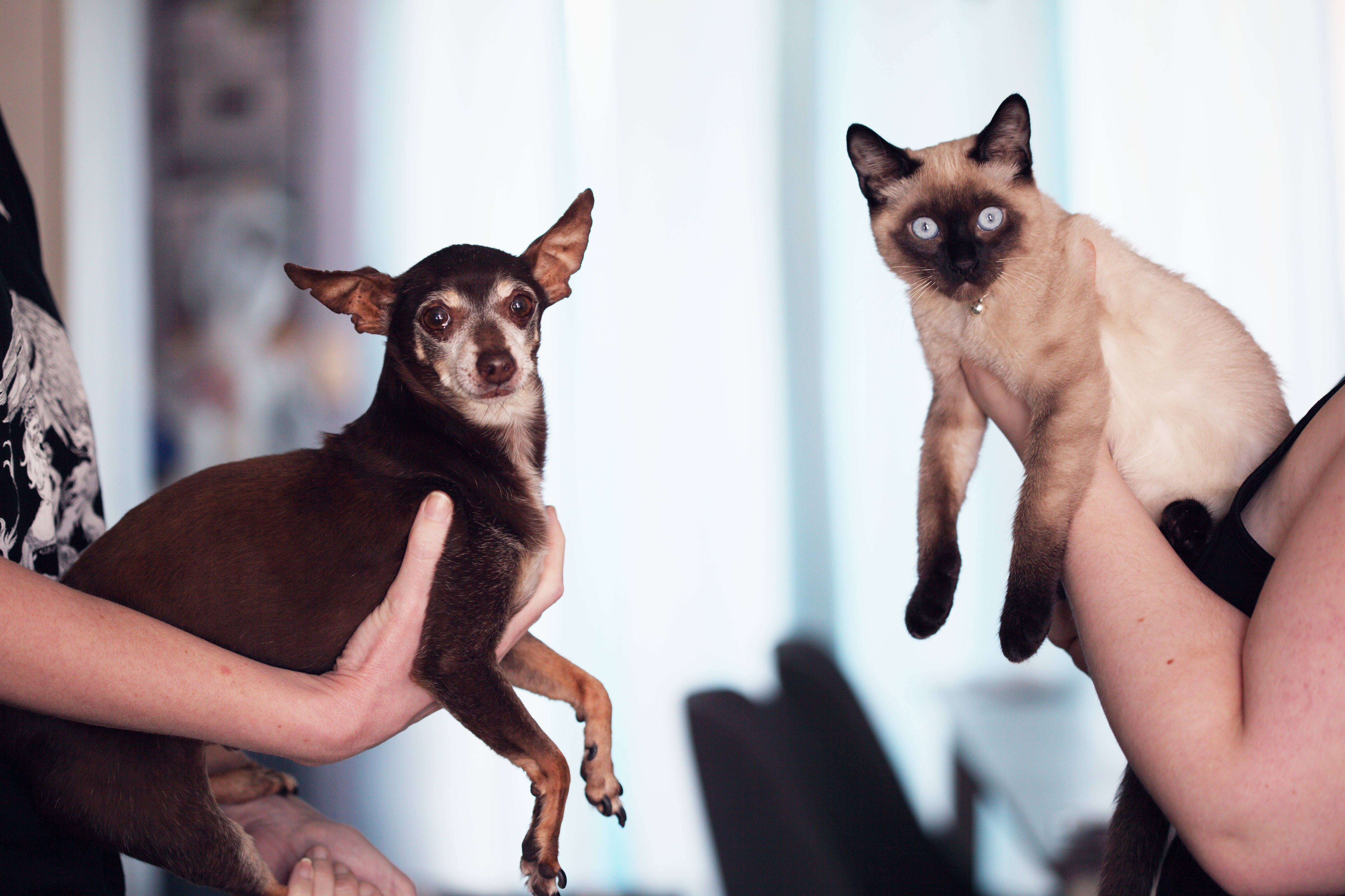 Hablar con tu perro o tu gato ahora será posible de esta manera
