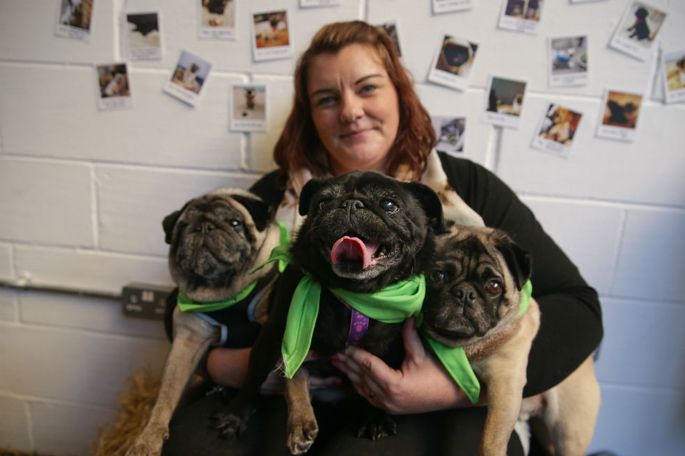 Los pugs están de moda en el Reino Unido