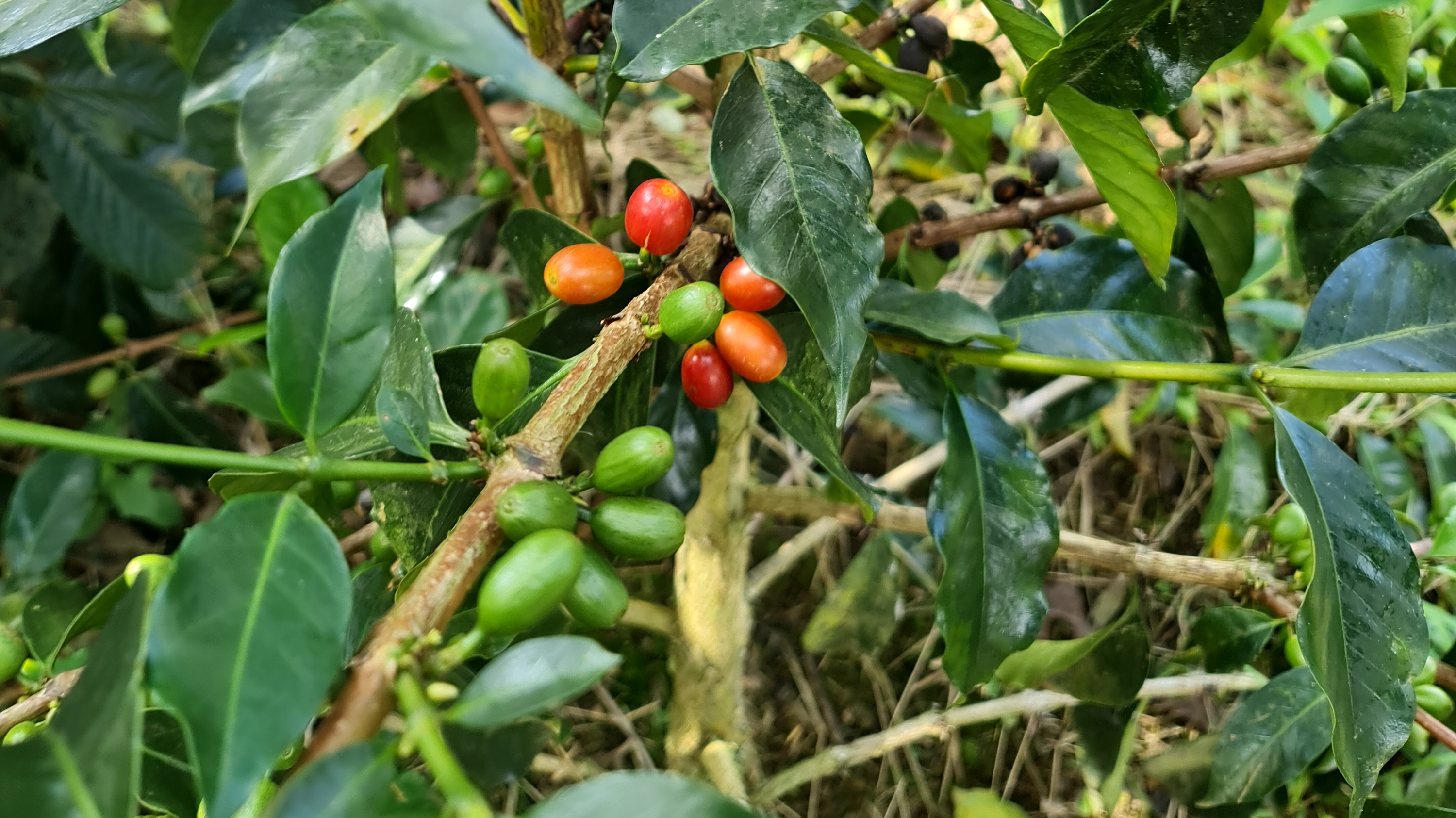 En la finca Granja Paraíso 92 cultivan 36 variedades de café.