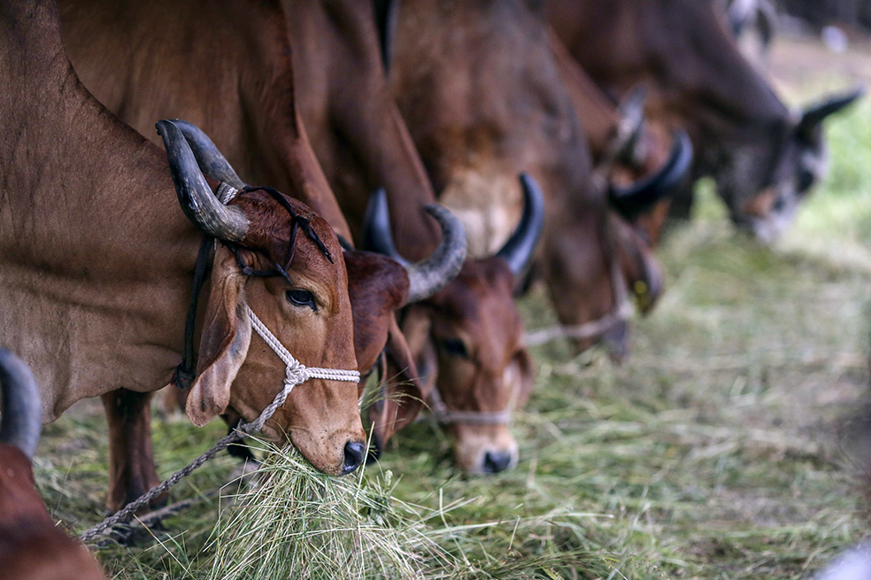 Unión Europea busca un acuerdo con EE. UU. sobre la carne de vacuno