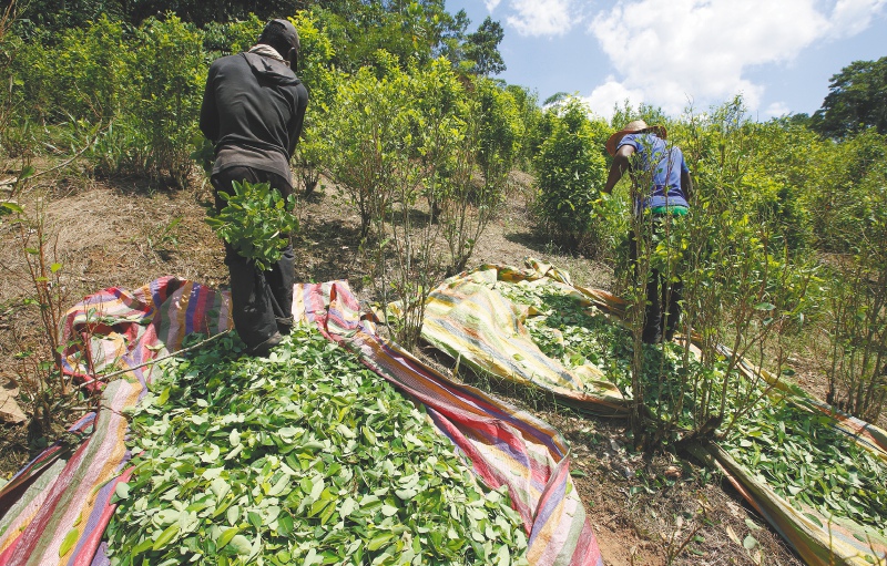 ¿Y el decreto de coca?
