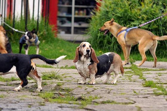 Tunja le apuesta a las políticas públicas de protección animal