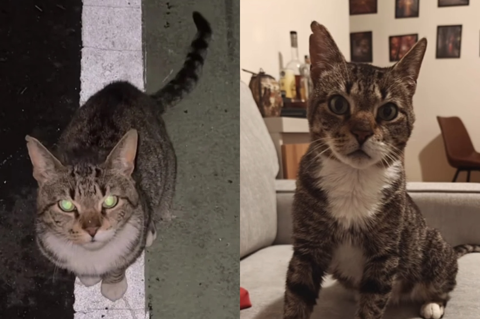 Gato, sin saberlo, pide ayuda a un rescatista de animales y su vida cambia por completo
