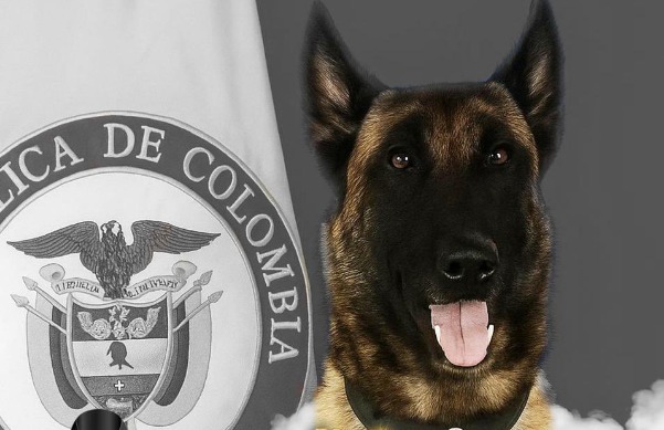 Con flores y honores militares despidieron a Sansón, el héroe peludo del Ejército