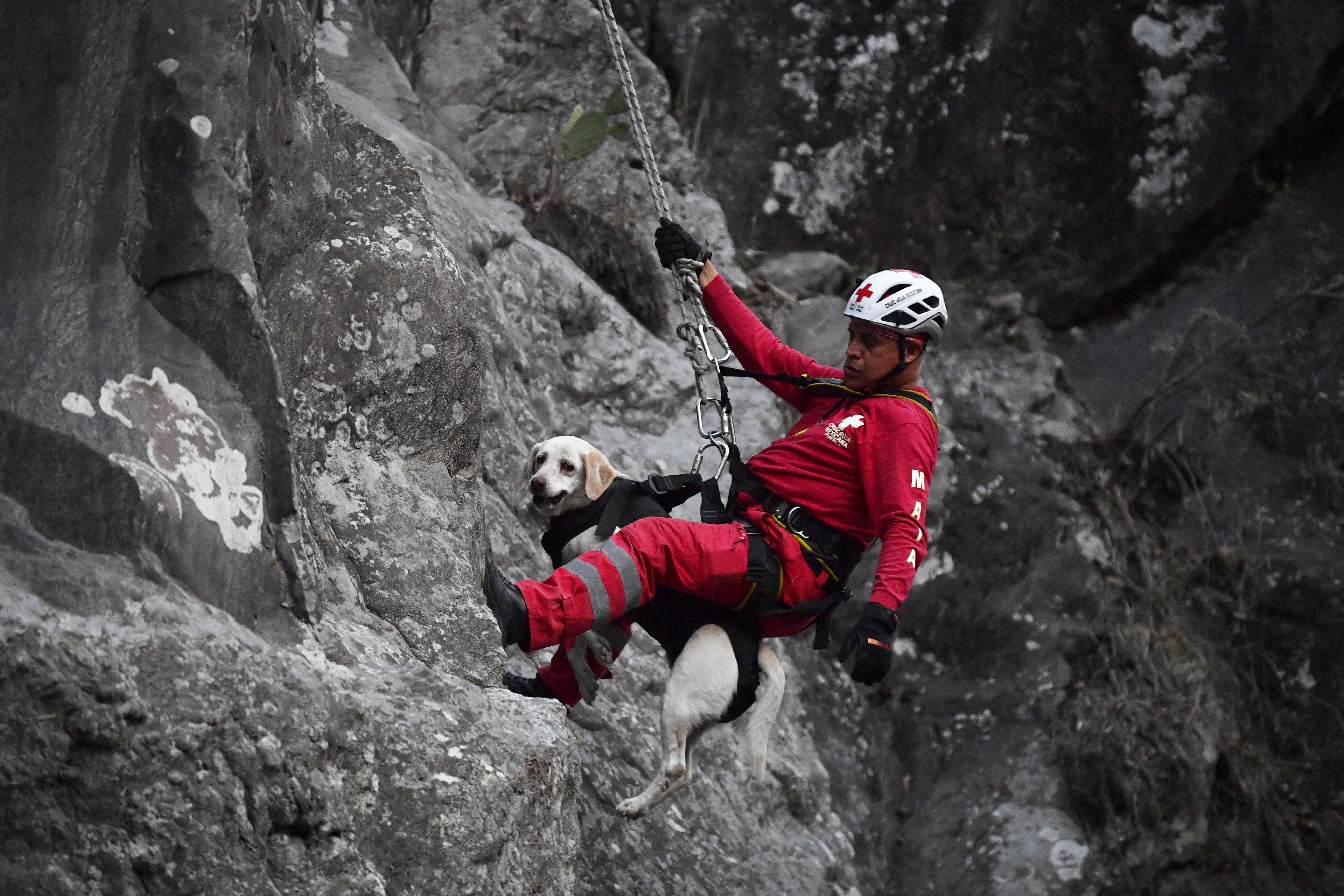 (Fotos) Perros mexicanos se entrenan para salvar vidas en todo el mundo