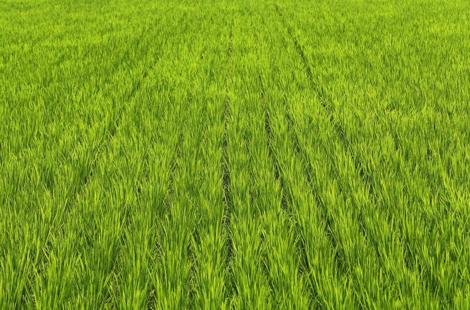 Arroceros piden ayuda para modernizar maquinaria agrícola