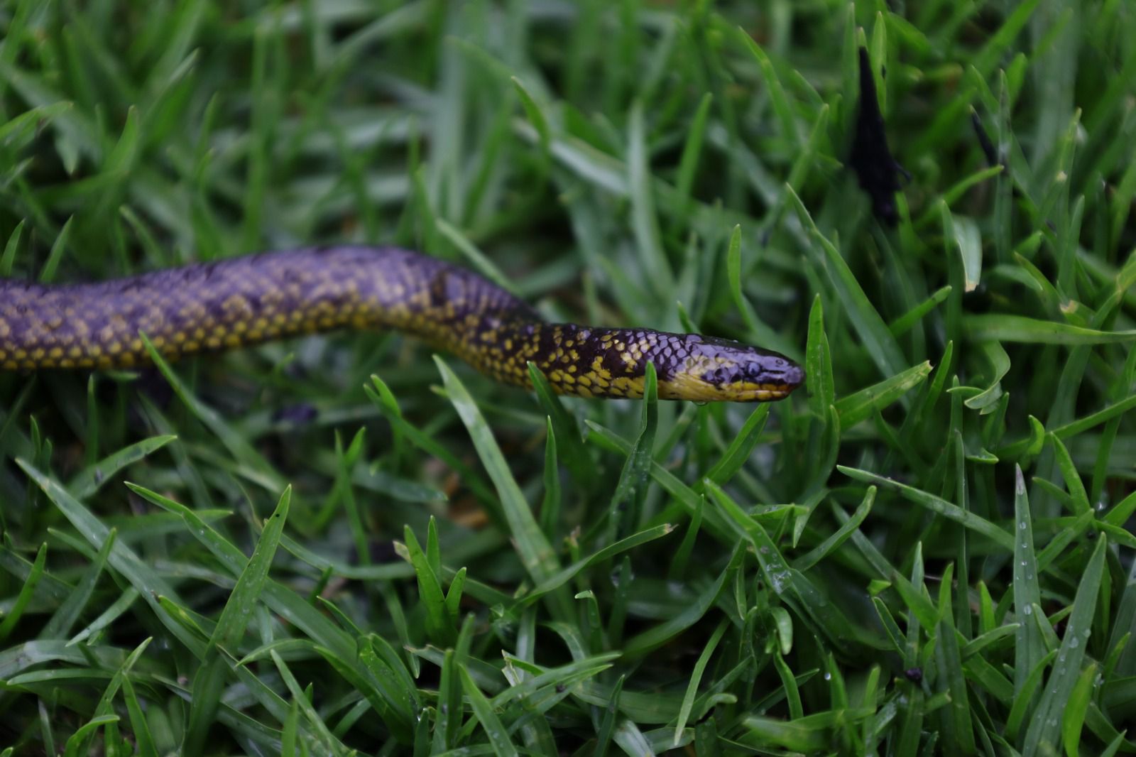Durante inundaciones en Autopista Norte fue vista una serpiente: ¿cómo actuar?