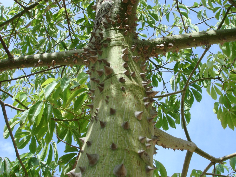 ¿El palo borracho es un árbol o una suculenta? La razón está en su tronco