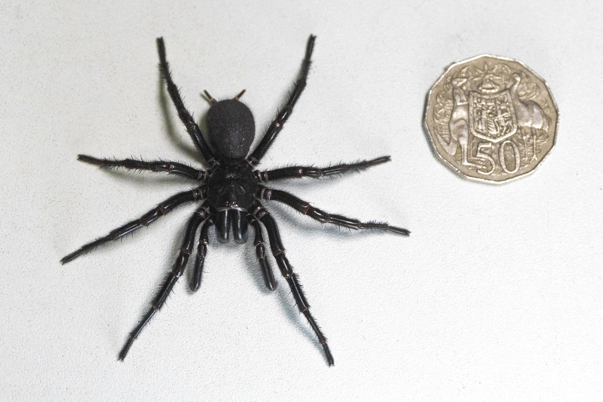 Descubrieron gran ejemplar macho de una de las arañas más venenosas del mundo