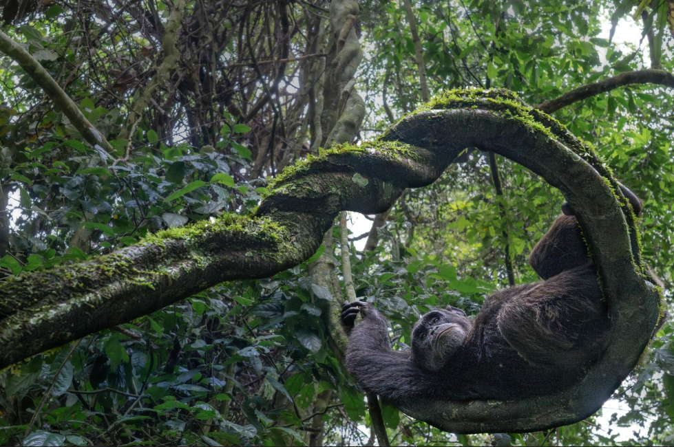 'El observador de la copa de los árboles', fue la imagen ganadora de la categoría Retratos de animales. Se ve a un chimpancé macho descansando sobre una enredadera retorcida en los bosques de Uganda.