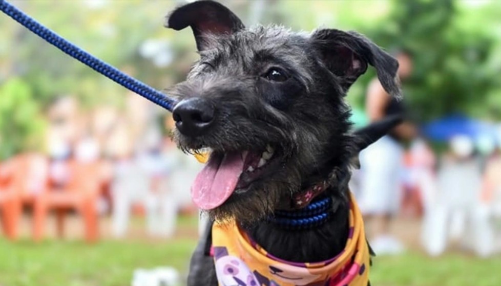 Conozca fechas y barrios de las jornadas de esterilización y vacunación gratuitas en Cali