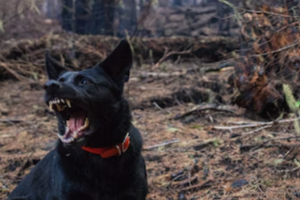 Agresividad en perros