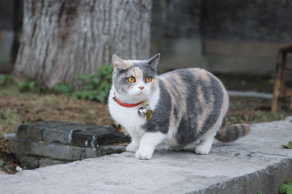 ¿Es recomendable que mi gato use collares con cascabel?