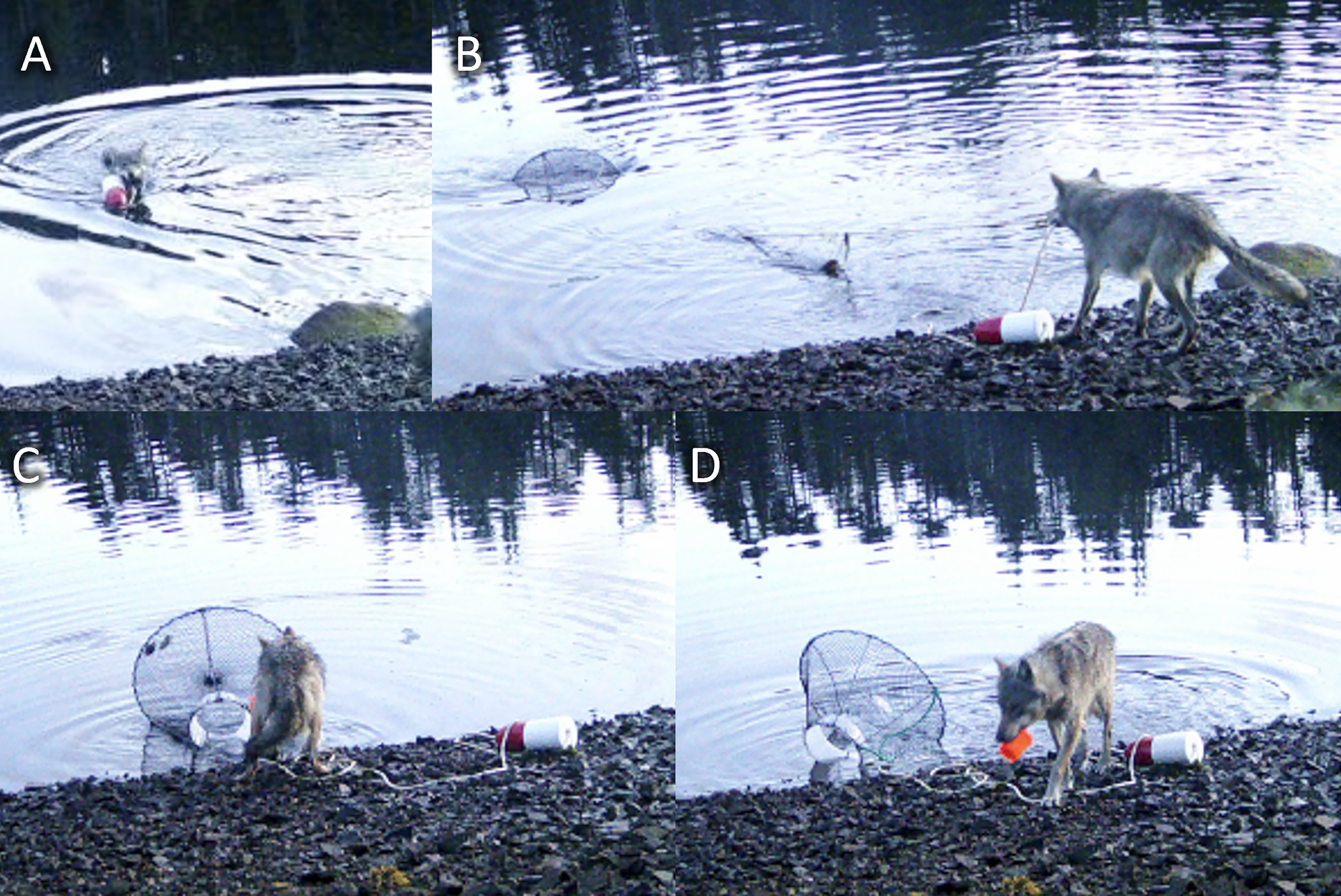 Un lobo del territorio heiltsuk, en la Columbia Británica.