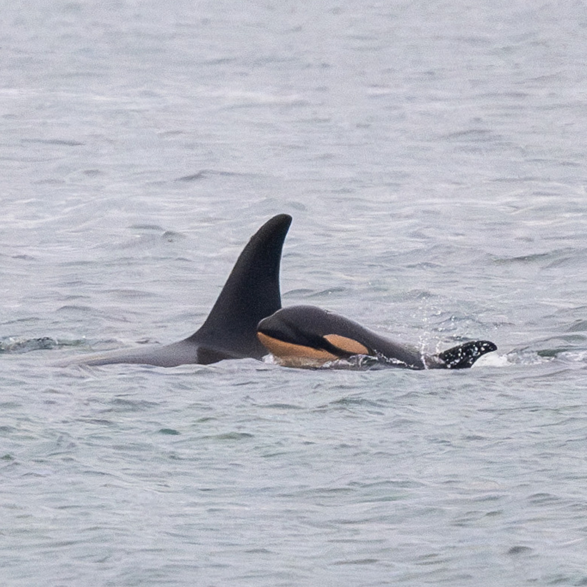 Una orca perdió a su cría y ahora lleva consigo el cuerpo fallecido