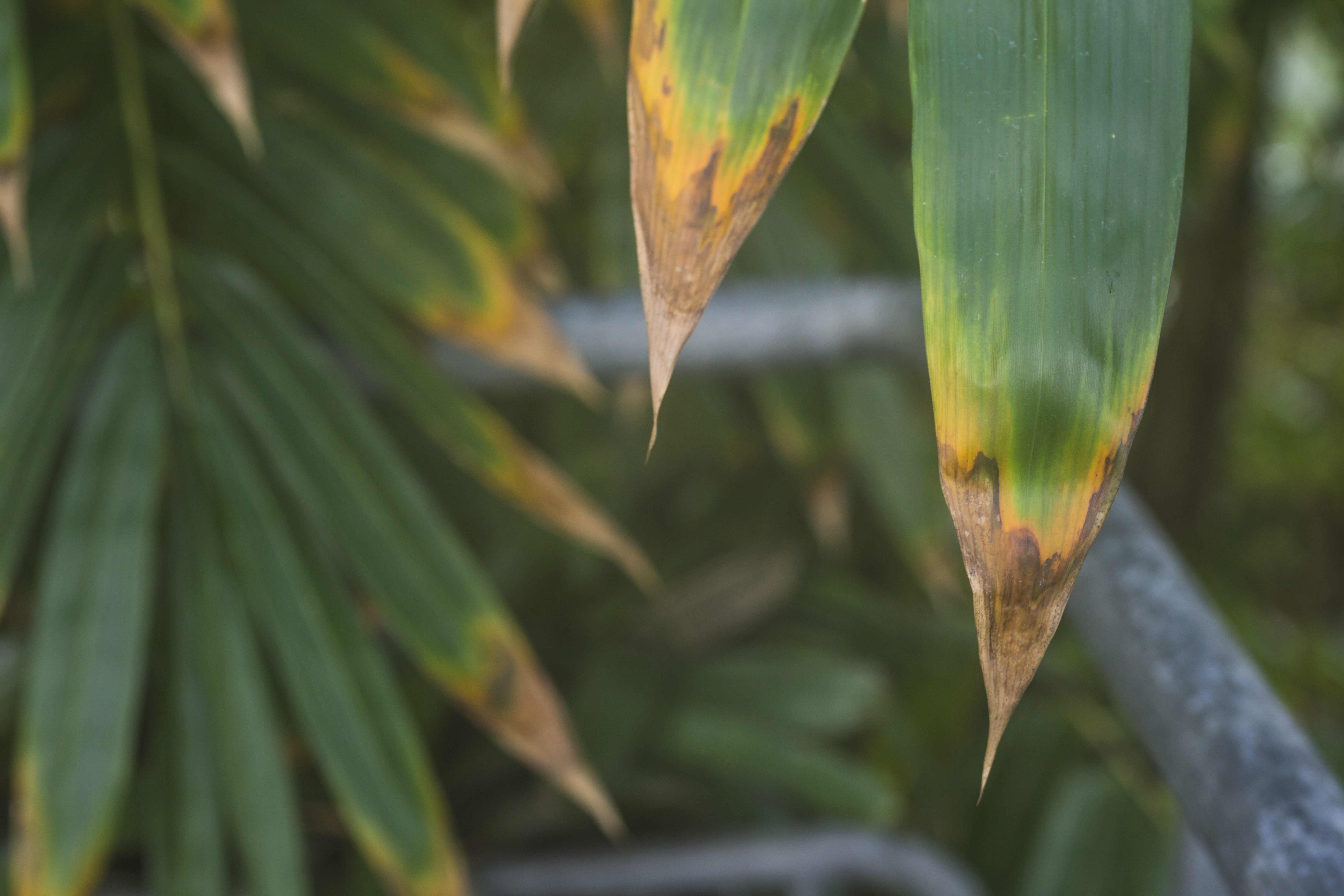 ¿Por qué se secan las puntas de las hojas de las plantas y cómo evitarlo?
