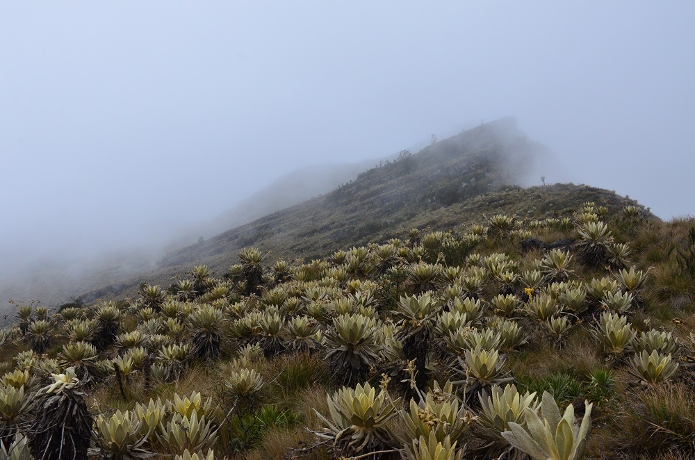 Anuncian inversión de más de 3 mil millones para conservar páramo de Guerrero