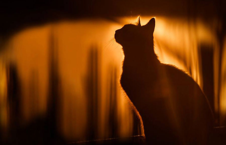 ¿Eres amante de los gatos? Muere de ternura con estas fotos
