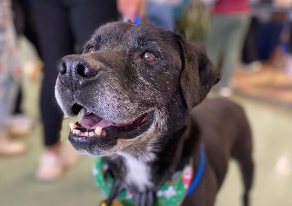 Perrito anciano fue adoptado luego de pasar más de cinco años en un refugio