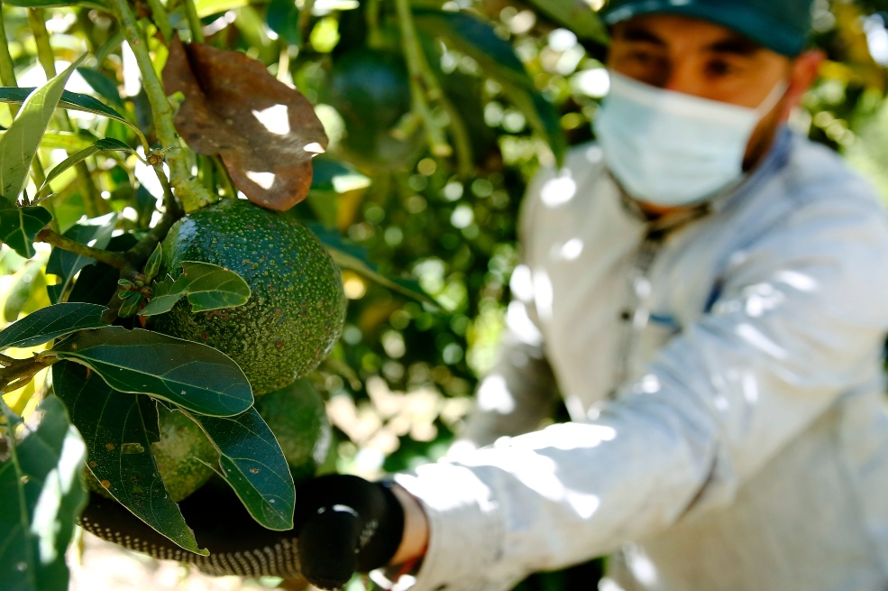 El Manantial, la empresa que inspira a emprender con aguacates y hortensias