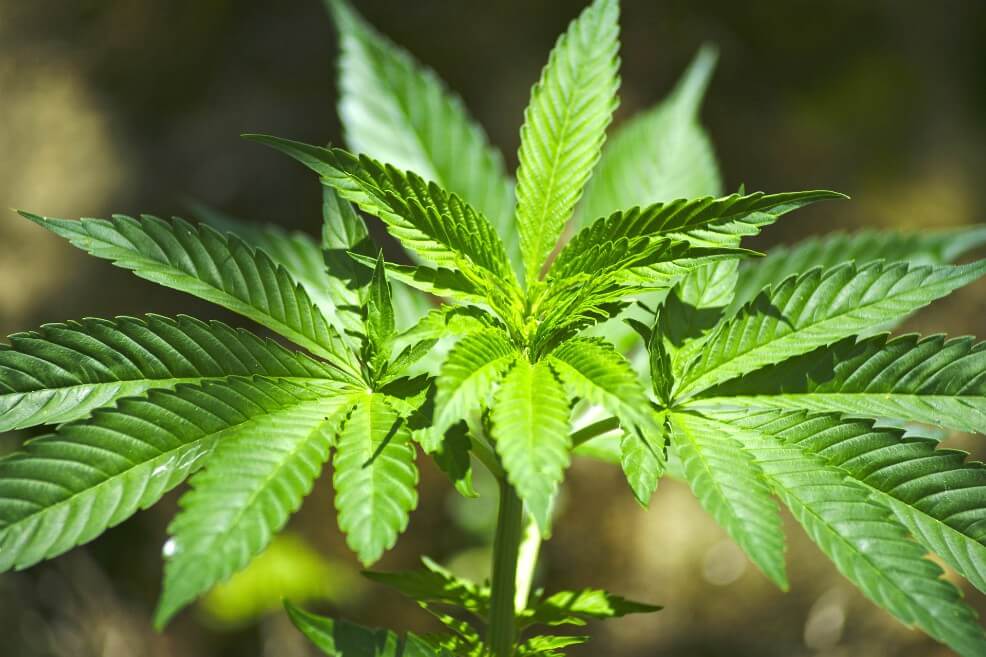 Bebidas con cannabis producidas en Colombia podrían ser una realidad 