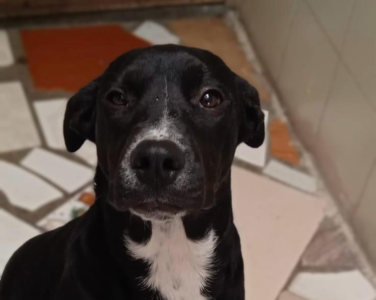 No la quieren por su color: la historia de la perrita Lenu