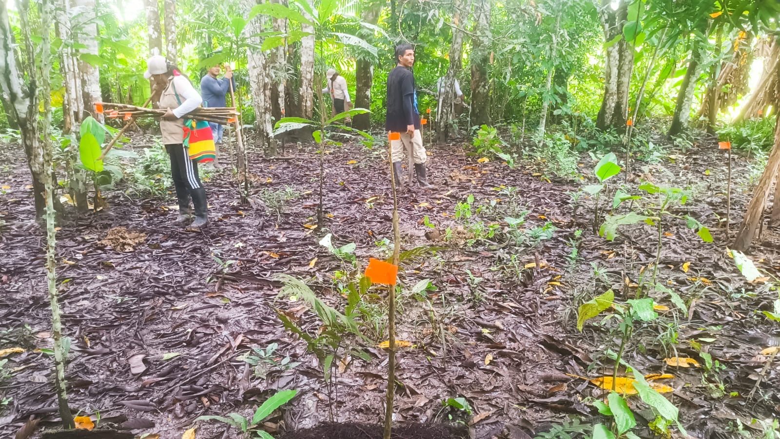 Siembra de plántulas de acapú, aceituno, castaño, quinilla, andiroba y capirona por parte de miembros de la guardia indígena en la comunidad de Atacuari, al occidente del trapecio amazónico, cerca de la frontera entre Colombia y Perú.