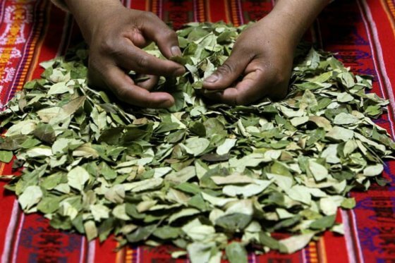 Bolivia redujo en un 6% cultivos de hoja de coca, según la ONU