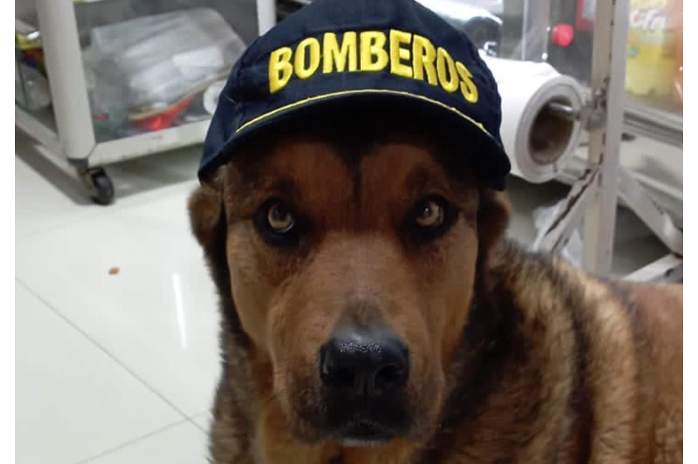(Video) Tony, el perro que murió atropellado por una camioneta de Enel Codensa