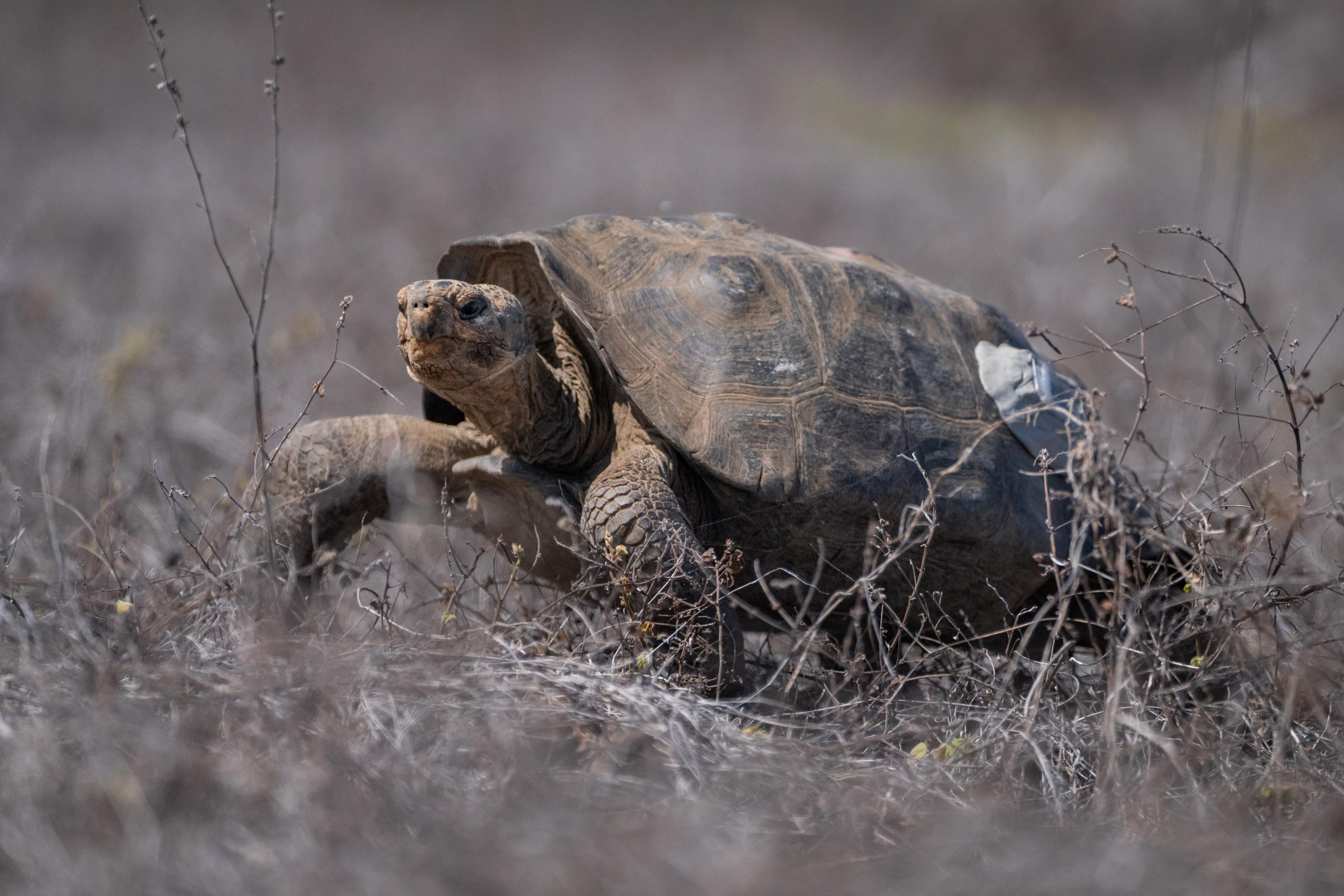 En video: liberan más de 150 tortugas gigantes en las islas Galápagos