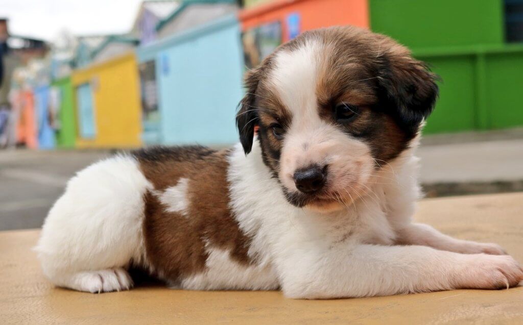 Prográmese para las jornadas de adopción animal en Bogotá, el próximo sábado 14 de diciembre