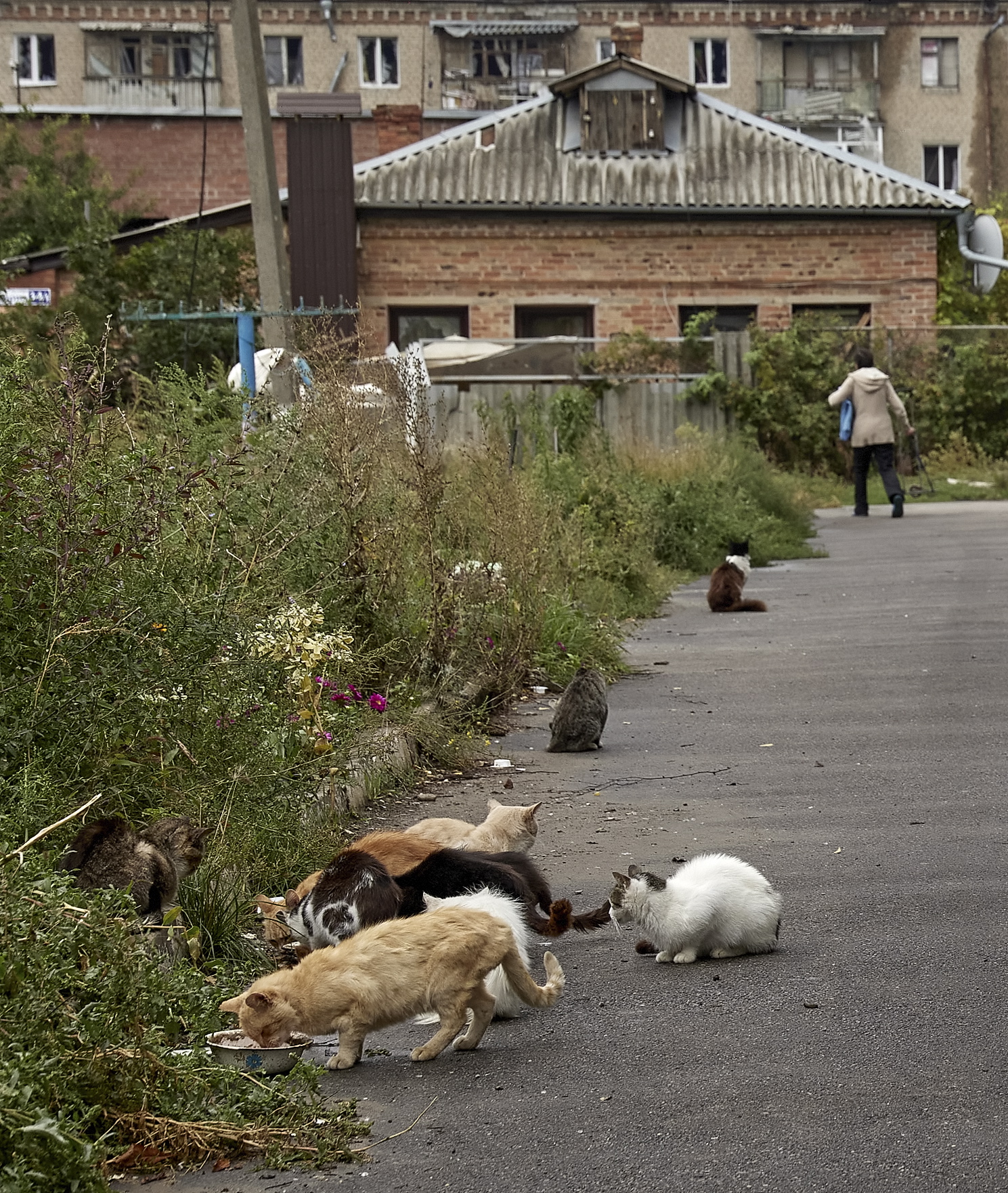 Gatos callejeros son alimentados por los lugareños, en una calle de la ciudad recuperada.