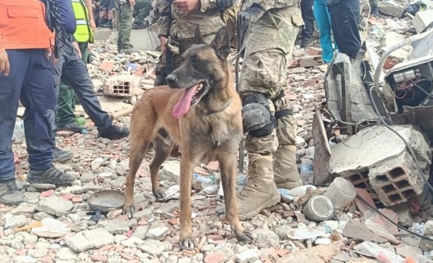 Bart, el perro rescatista que ayudó a salvar a dos niños tras el terremoto en Venezuela